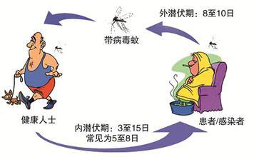登革热来了,这些您必须知道